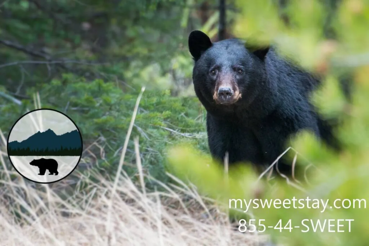 A striking exterior view capturing a black bear in its lush, natural habitat, surrounded by verdant greenery. This image immerses viewers in the scenic outdoor setting and suggests proximity to nature and opportunities for wildlife observation.